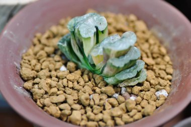 Haworthia, Haworthia truncata veya kaktüs saksıda