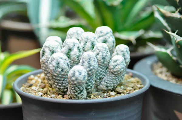 Cactus Plante Cactus Dans Pot Fleurs — Photo