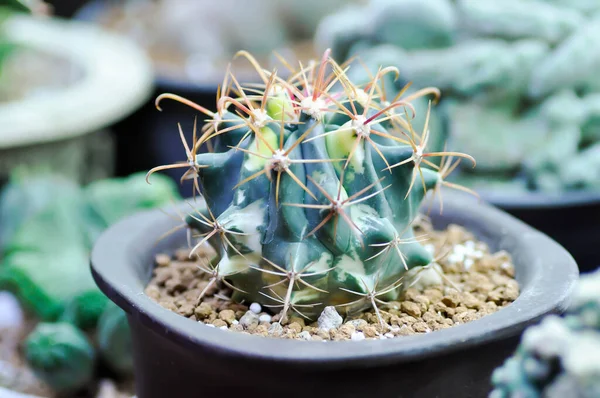 Cactus Cactus Plant Flower Pot — Stock Photo, Image