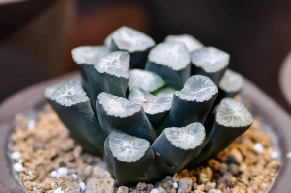 Haworthia Haworthia Truncata Cactus Dans Pot Fleurs — Photo