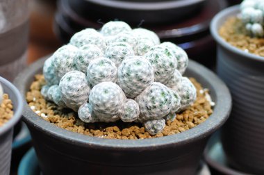 Mammillaria, mammillaria plumosa ya da kaktüs saksısı.