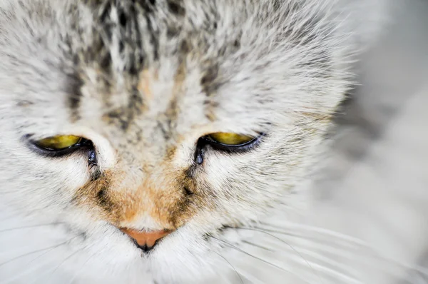 Faccia di gatto — Foto Stock