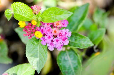 pembe camara çiçek