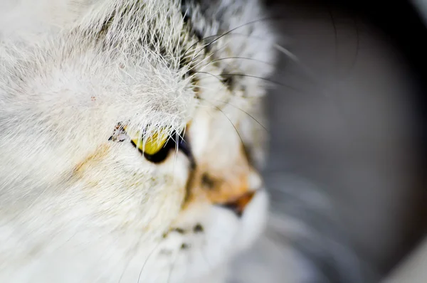 Cara de gato, ojo de gato — Foto de Stock