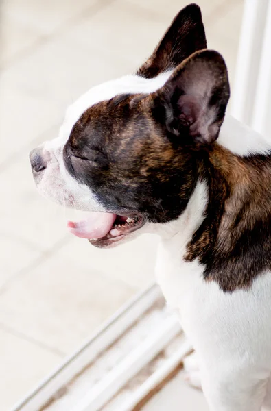 Geeuw Franse bulldog — Stockfoto