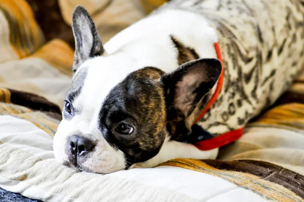 Schläfrige französische Bulldogge, weinende französische Bulldogge — Stockfoto