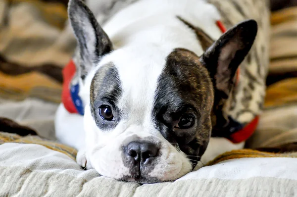 Fransız buldozer ağlıyor uykulu Fransız buldozer