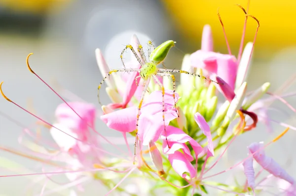 Araignée verte sur fleur d'araignée — Photo