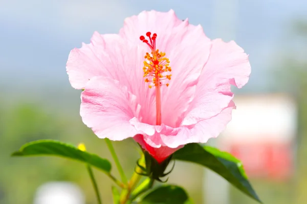 粉红色的芙蓉花、 花、 粉红色的中国玫瑰，粉红鞋 fl 花粉 — 图库照片
