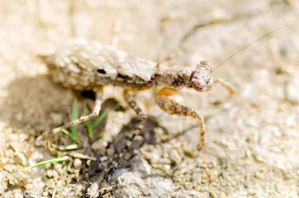 Mantis. — Foto de Stock