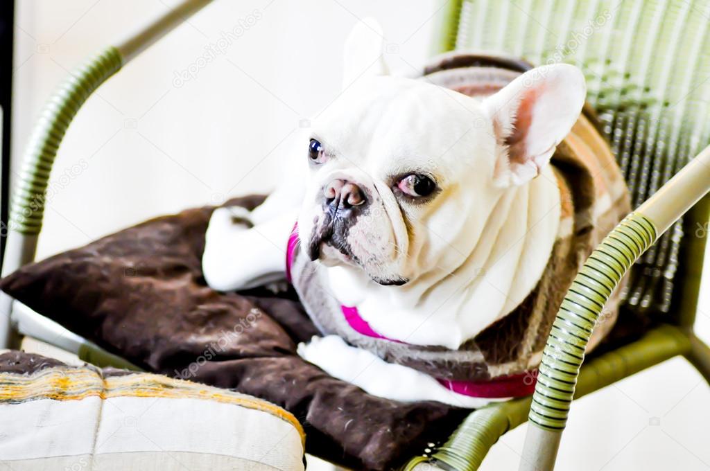  French bulldog on the chair