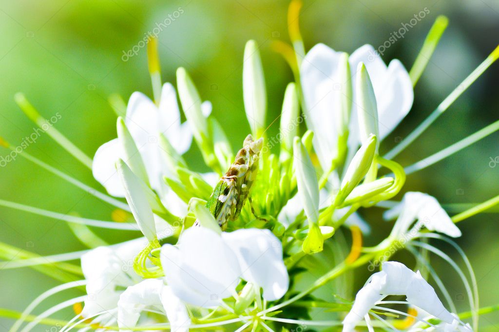 green grasshopper on  spider flower