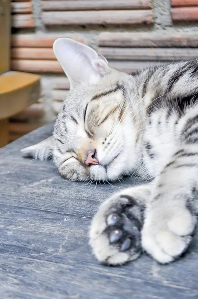 Gato adormecido — Fotografia de Stock