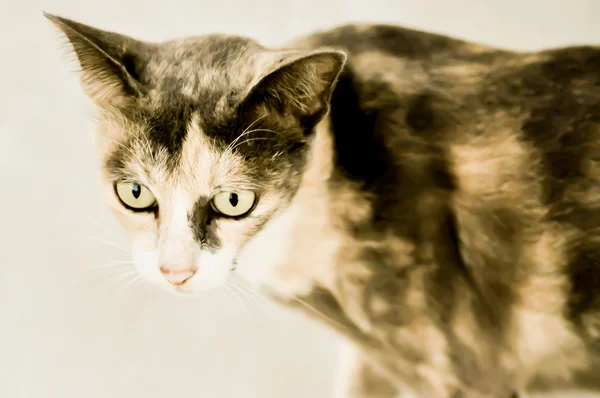 Brązowy kot na podłodze — Zdjęcie stockowe