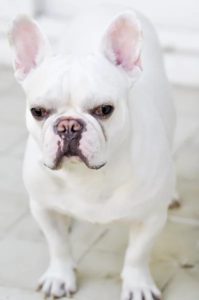 A white French bulldog 's looking to something — стоковое фото