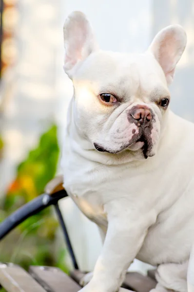 Bulldog francés en el banco —  Fotos de Stock