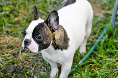 Fransız bulldog 'u bahçede