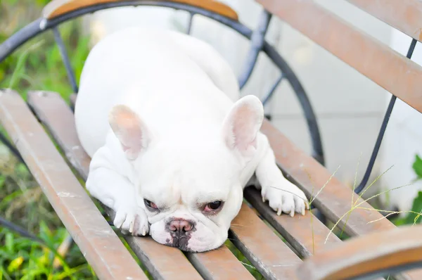 Fransk bulldog på benken – stockfoto