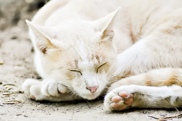 Slapende kat — Stockfoto