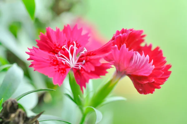 Pembe Çin, karanfil chinensis L. çiçek — Stok fotoğraf