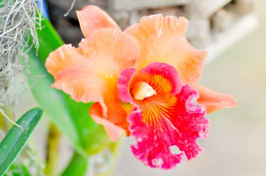 Cattleya orkide çiçek