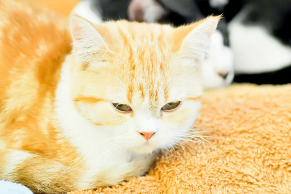 クッションにかわいい猫 — ストック写真