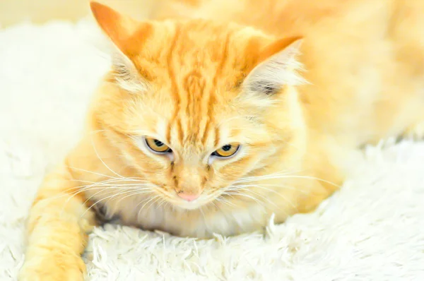 Gato no tapete — Fotografia de Stock