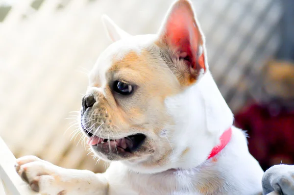 Bouledogue français — Photo