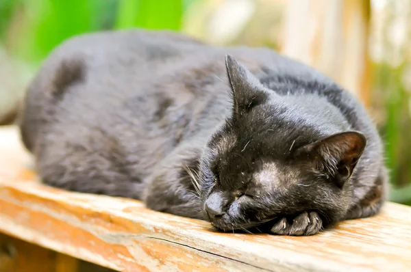 Um gato adormecido — Fotografia de Stock