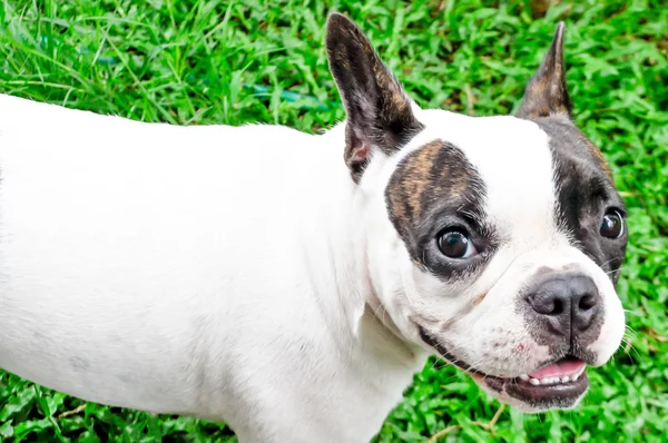 Fench bulldog — Stok fotoğraf