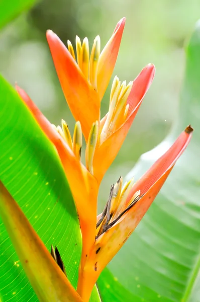 Paradiesvogel — Stockfoto