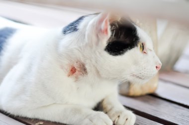 yaralı kedi