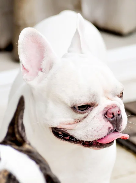 Moe Franse bulldog — Stockfoto