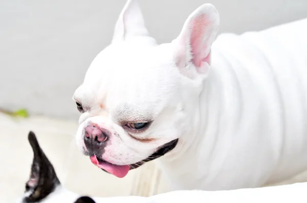 French bulldog — Stock Photo, Image