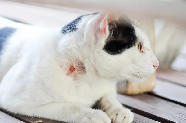 Gato ferido — Fotografia de Stock