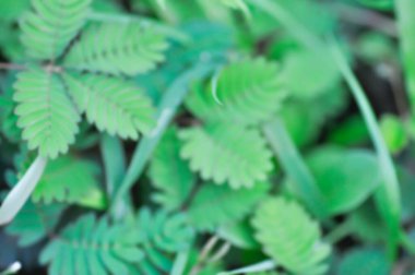 Bulanık arkaplan ya da yaprak arkaplan ya da Hassas bitki, Shameplant ya da Uyuyan Çimen ya da doğa arka planı