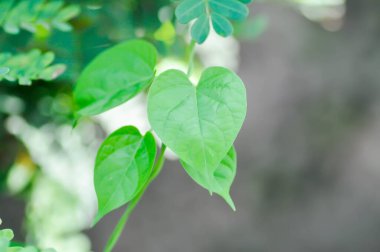 heart shape leaf or apocynaceae, Telosma cordata or Tonkin creeper or heart leaf