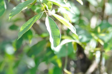 Hog Plum, Spondias pinnata plant in the garden
