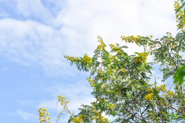 Cassod tree, FABACEAE LEGUMINOSAE CAESALPINIOIDEAE, Siamese cassia or  Siamese senna or Thai copperpod or yellow flower on the tree