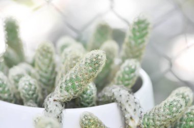 Mammillaria Elongata, Lady Finger Kaktüsü, Mammillaria kaktüsü veya sulu bitki