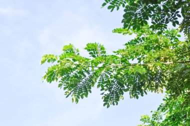 Rain tree or Samanea saman, LEGUMINOSAE MIMOSOIDEAE and sky background