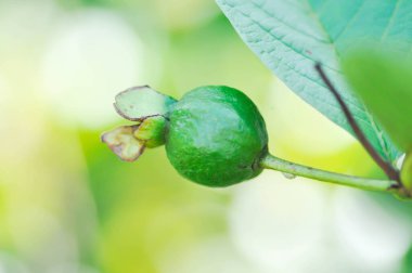 guava ağacı, MYRTACEAE veya Psidium guajava linn veya ağaçta guava meyvesi