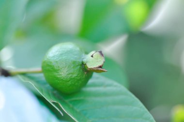 guava ağacı, MYRTACEAE veya Psidium guajava linn veya ağaçta guava meyvesi