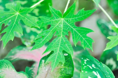 Papaya ağacı, Carica papaya L veya Papaya veya Melan Ağacı veya Paw Paw veya CARICACEAE bitkisi ve yaprağın üzerine yağmur damlası
