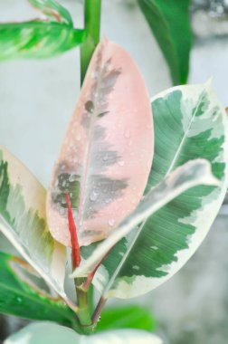 Decora Tree, Indian Rubber Tree or Rubber Plant or Variegated Indian Rubber or Ficus elastica or Assam Rubber and rain droplet or dew drop