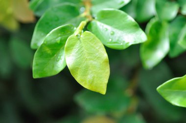 Ficus pumila veya tırmanma inciri veya moraseAE ve yağmur damlası veya çiy damlası