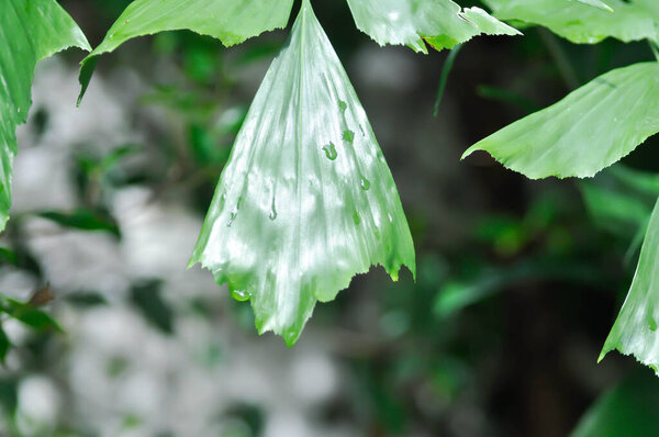 Caryota urens, Palmae or ARECACEAE or Caryota mitis Lour or Fishtail Palm or Wart Fishtail Palm in the garden