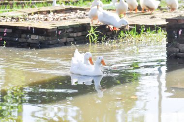 duck or ducks on the farm , farm animal near the canal