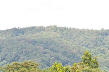 mountain ,tree and sky background or mountain view or forest