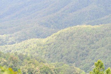 mountain ,tree and sky background or mountain view or forest